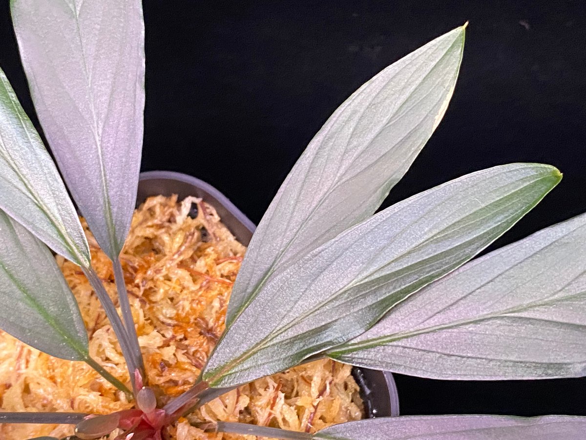 Homalomena sp. “濡烏” Riau sumatera【LA0518-02】LA便