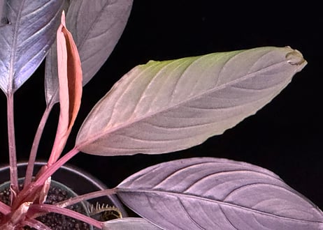 bucephalandra sp. dark achilles ブセファランドラ ダークアキレス