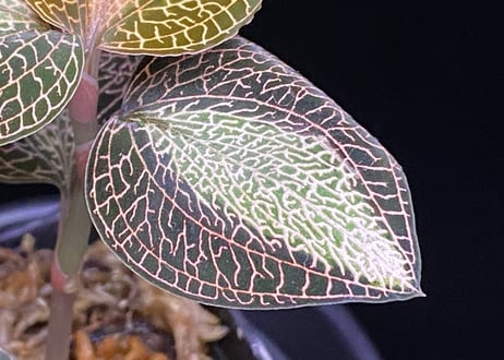Anoectochilus roxburghi "Sunlight" アネクトキルス ロクスバーギー "サンライト"②