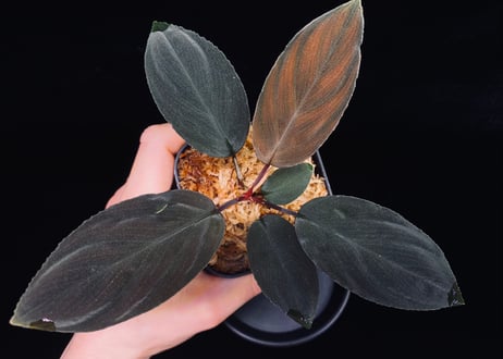Homalomena sp. Kabupaten Landak Kalimantan Barat T-3810-2　TZ便