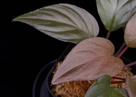 Homalomena sp. Bengkulu Sumatra T-140523 Di belakang gunung "モスグリーンリーフ" TZ便