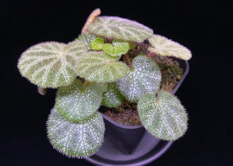 東南アジアのベゴニアの注釈付きチェックリスト 東南アジアのベゴニアの注釈付きチェックリスト 高温期の