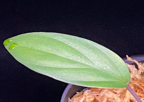 Homalomena sp. Pulau Beltung T-180723  TZ便