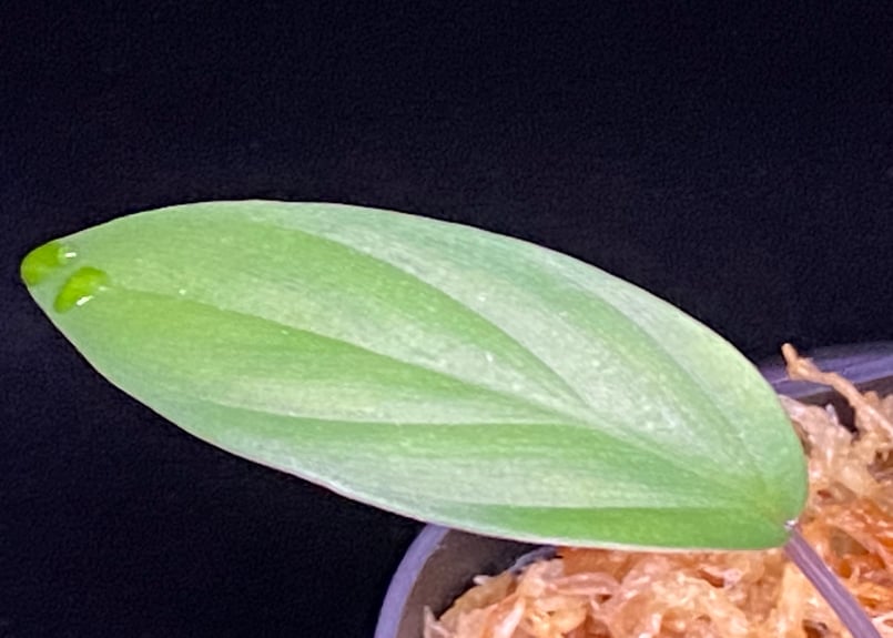 Homalomena sp. Pulau Beltung T-180723 TZ便 | 36