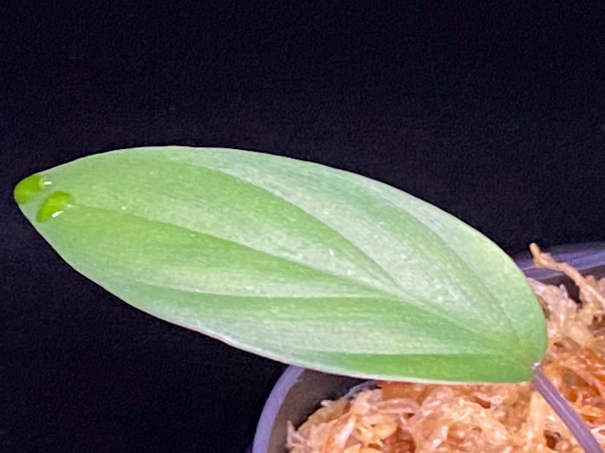 Homalomena sp. Pulau Beltung T-180723 TZ便 | 36