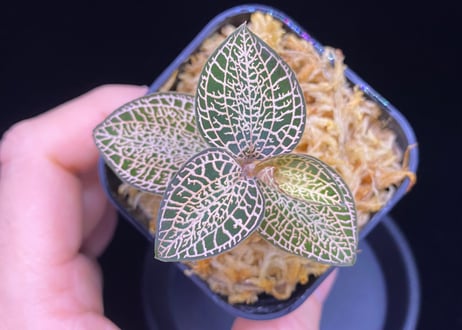 Anoectochilus roxburghii "Gold Vein Type"  アネクトキルス ロクスバーギー "ゴールドベインタイプ" (小サイズ)