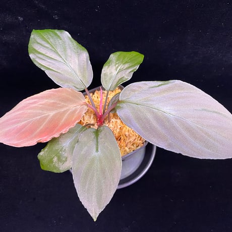 ホマロメナ | STORES