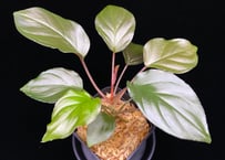 ホマロメナ8株　レッドリーフ　シルバーリーフ ホマロメナ8株 レッドリーフ シルバーリーフ