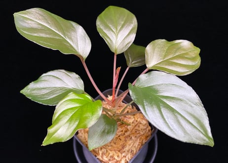 ホマロメナ sp. 斑雪(ハダレユキ) TZ便 T-180323 ホマロメナ sp. 斑雪(ハダレユキ) TZ便 T-180323 Homalomena sp