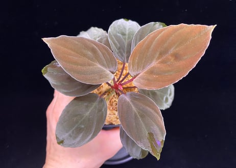 Homalomena sp "Red leaf" from Kalbar【AZ0823-2】AZ便
