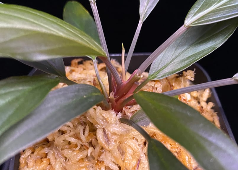 Homalomena sp. “濡烏” Riau sumatera【LA0518-02】LA便