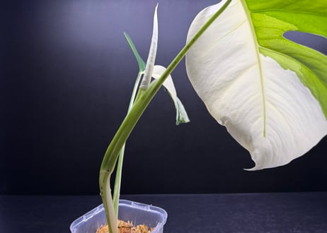 Monstera borsigiana whitetiger halfmoon