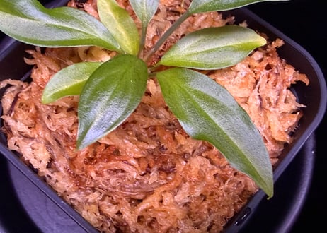 第二弾　Homalomena Hybrid【M1124-f1】