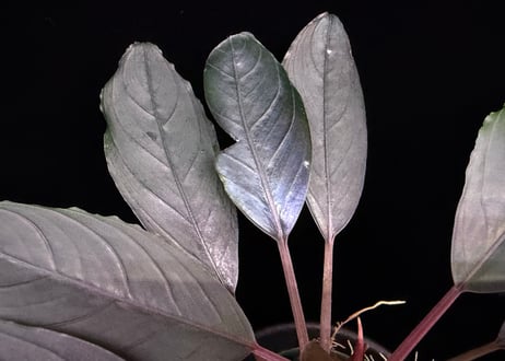 bucephalandra sp. dark achilles ブセファランドラ ダークアキレス