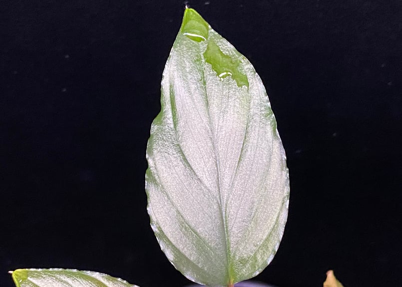 Homalomena sp from Lahat 【AZ1123-1】AZ便 | 369の杜(