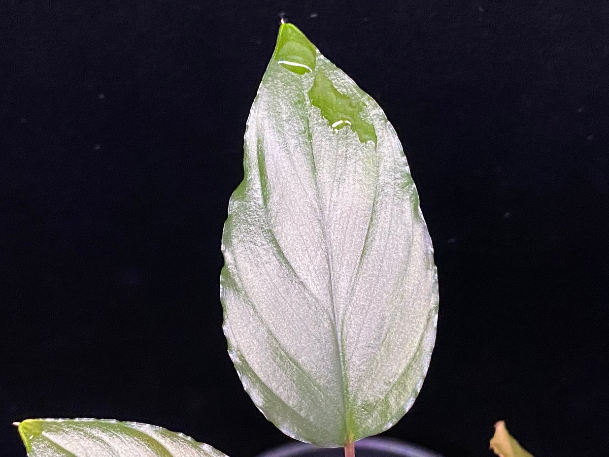Homalomena sp from Lahat 【AZ1123-1】AZ便 | 369の杜(