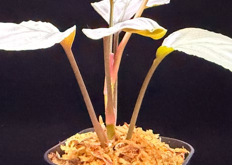 Homalomena sp. "Aluminium" Kota Payakumbuh Sumatera Barat