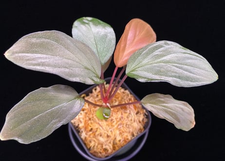 CATEGORY Homalomena | 369の杜(ミロクのもり)