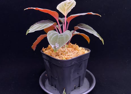 Homalomena sp "Red leaf" from Kalbar【AZ0823-2】AZ便