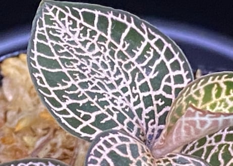 Anoectochilus roxburghii "Gold Vein Type"  アネクトキルス ロクスバーギー "ゴールドベインタイプ" (小サイズ)