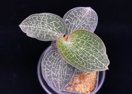 Anoectochilus Silver silkアネクトキルス シルバーシルク