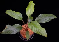 Homalomena sp. 