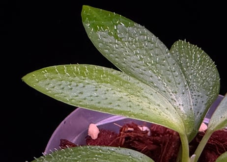 Homalomena hasei “狐尾” Aceh. Sumatera 【 LA0616-04 】LA便