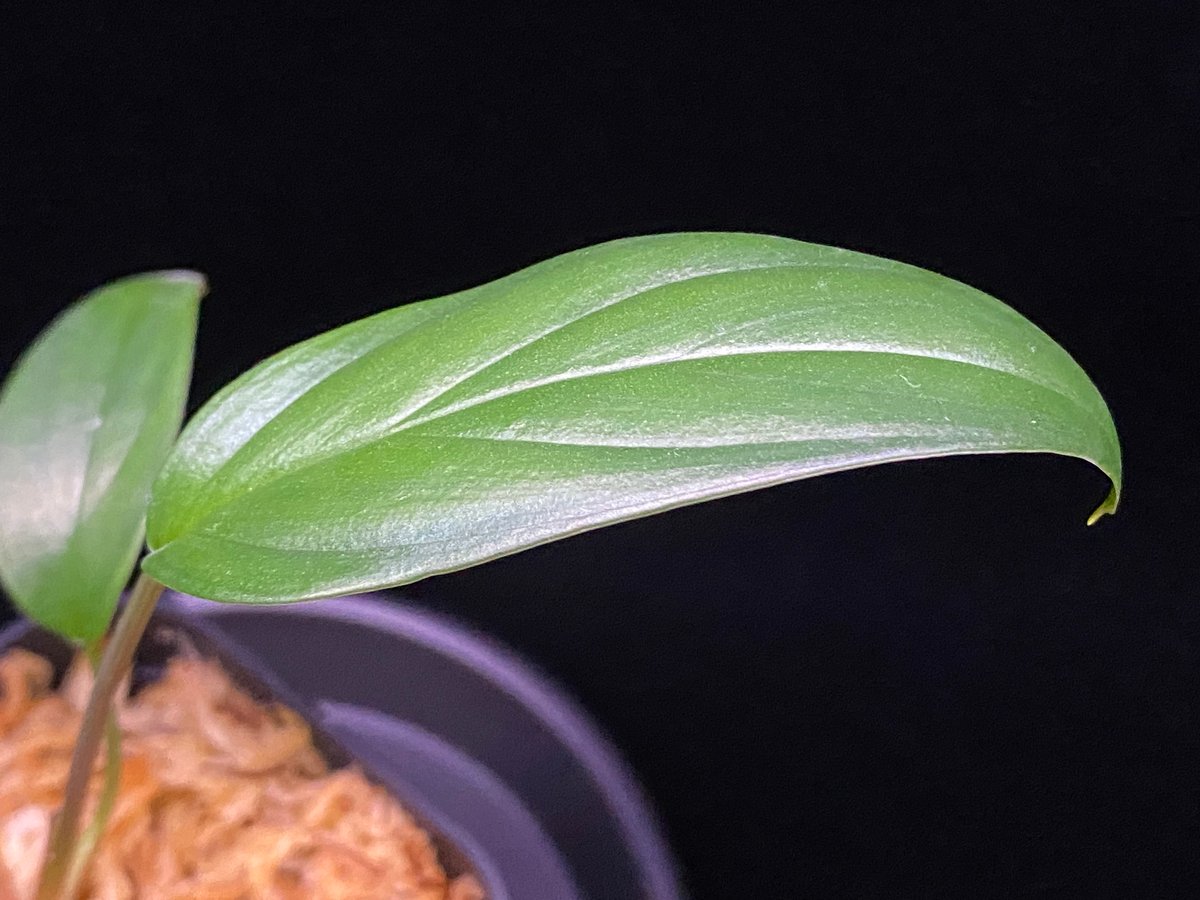 【TB便正規タグ付き】Ooia secta【TB1105】 ホマロメナ オオイア Homalomena sp. Pulau Beltung T-180723 TZ便 | 36
