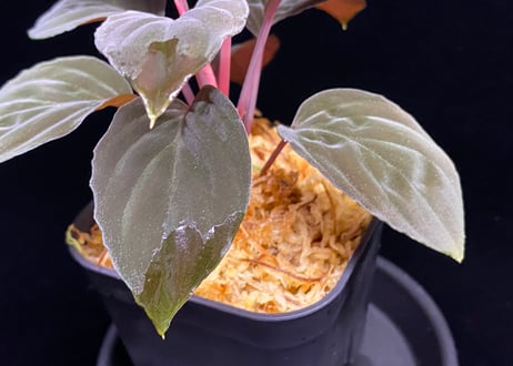 Homalomena sp "Red leaf" from Kalbar【AZ0823-2】AZ便