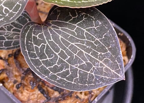 Anoectochilus Silver silkアネクトキルス シルバーシルク