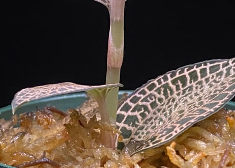 Anoectochilus roxburghii "Gold Vein Type"  アネクトキルス ロクスバーギー "ゴールドベインタイプ"①