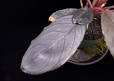 bucephalandra sp. dark achilles ブセファランドラ ダークアキレス