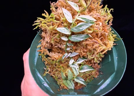 Rhaphidophora sp. "variegated" ID-250209 AU. Tapuai Kapuas hulu ID便