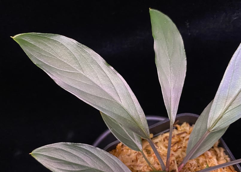 Homalomena sp.“濡烏”【LA0518-02】 【公式通販】