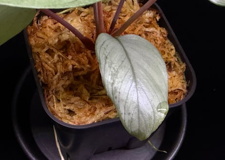 Homalomena sp "Silver Muska" from Aceh Besar【 AZ0324-2】AZ便
