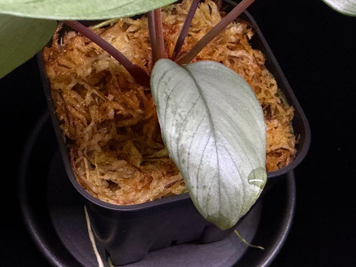 Homalomena sp 