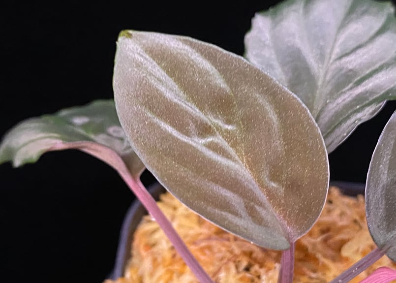 o*n様 Homalomena from Kalimantan ホマロメナ Homalomena sp 