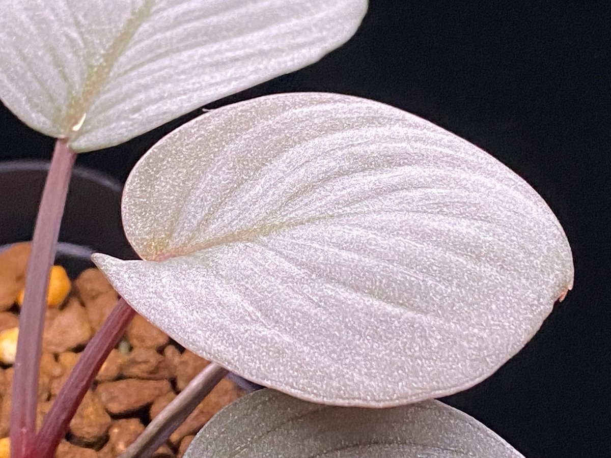 Homalomena Rec130 - K0721-f1 kzt便 | 369の杜(ミロクのもり)