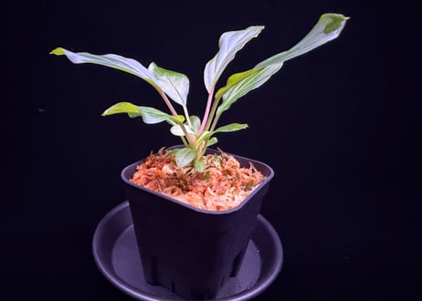 第三弾　Homalomena Hybrid【M0125-f1】
