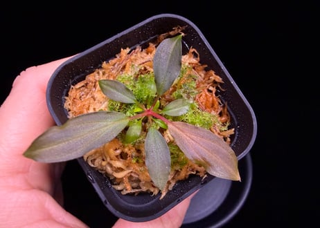 第三弾　Homalomena Hybrid【M0125-f1】