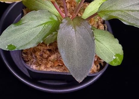 第一弾　Homalomena Hybrid【M0324-f1】