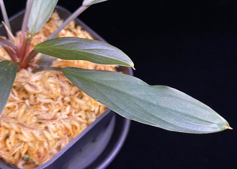 2 Homalomena sp 濡烏 Riau sumatera Homalomena sp. “濡烏” Riau sumatera【LA0518-02】LA便