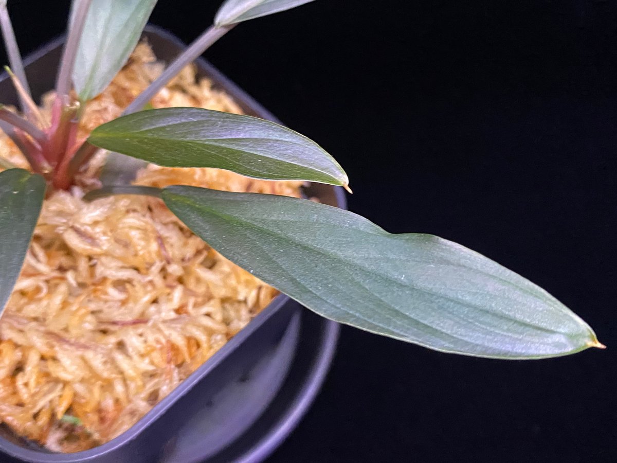 Homalomena sp.“濡烏” 【LA0518-02】 Homalomena sp. “濡烏” Riau sumatera【LA0518-02】LA便