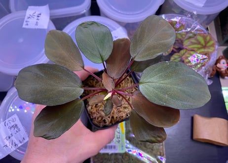 Homalomena Hybrid【M0324-f1】
