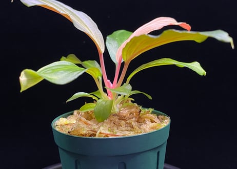 Homalomena Hybrid【M0324-f1】