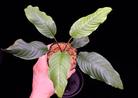 Schismatoglottis sp."Typel"BNN from Sibolga timur【AZ0225-9】AZ便