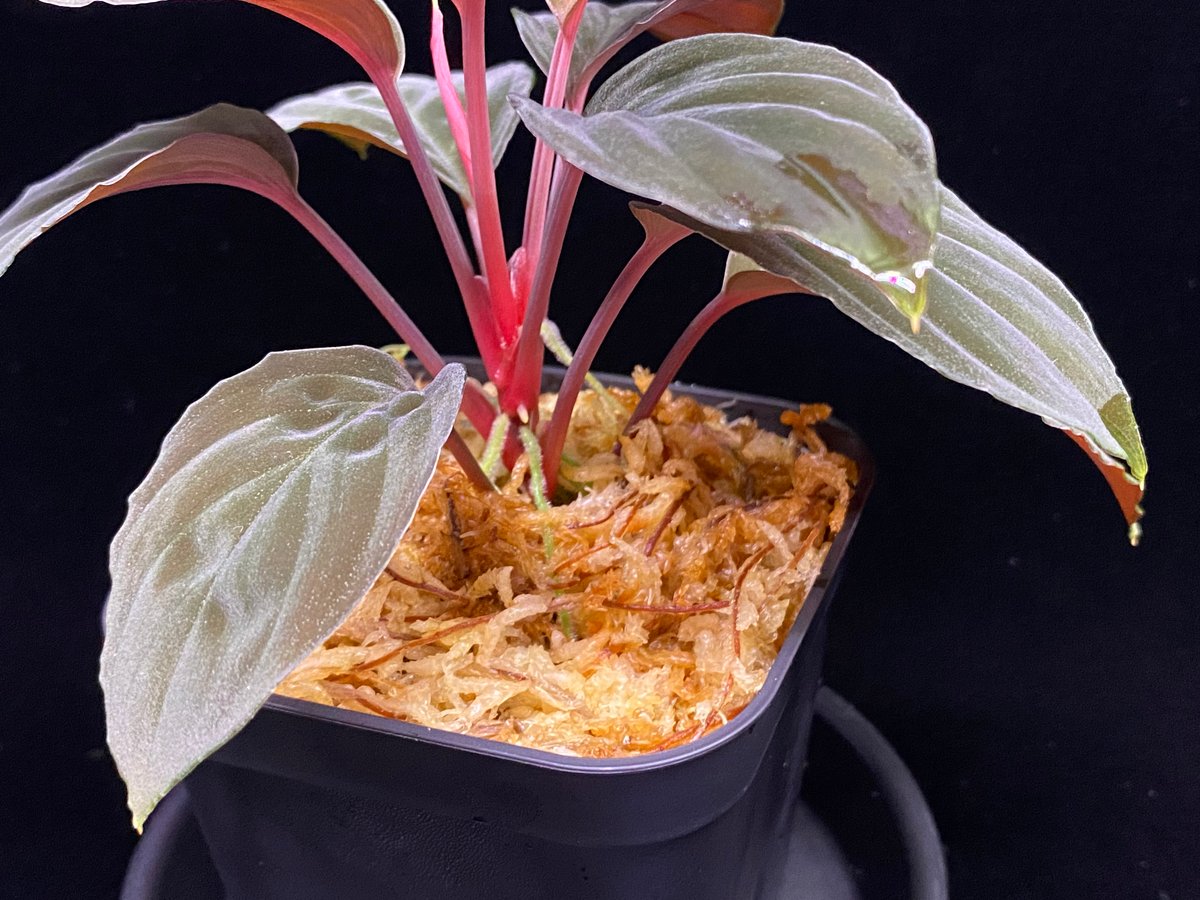 ホマロメナ sp. \"Red leaf\" AZタグ付き ホマロメナ sp. 