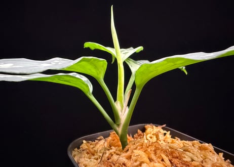 Aglaonema pictum(KKF0222-fi-2/7) LA便