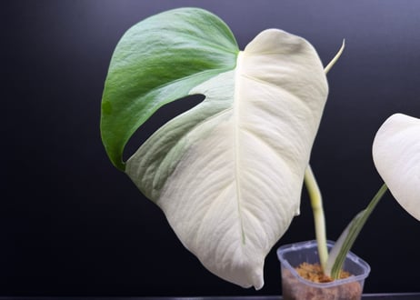Monstera borsigiana whitetiger halfmoon