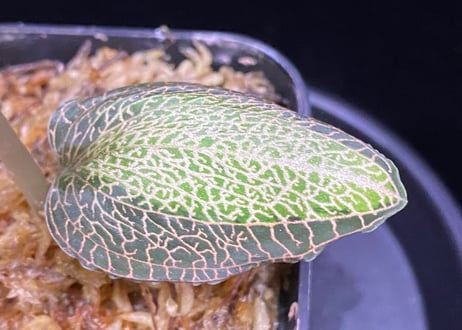 Anoectochilus roxburghi "Sunlight" アネクトキルス ロクスバーギー "サンライト"①